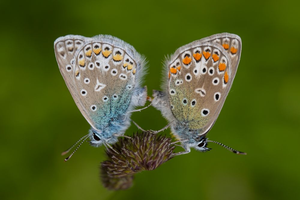 Hauhechel-Bläuling (Polyommatus icarus)