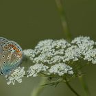 Hauhechel-Bläuling (Polyommatus icarus)