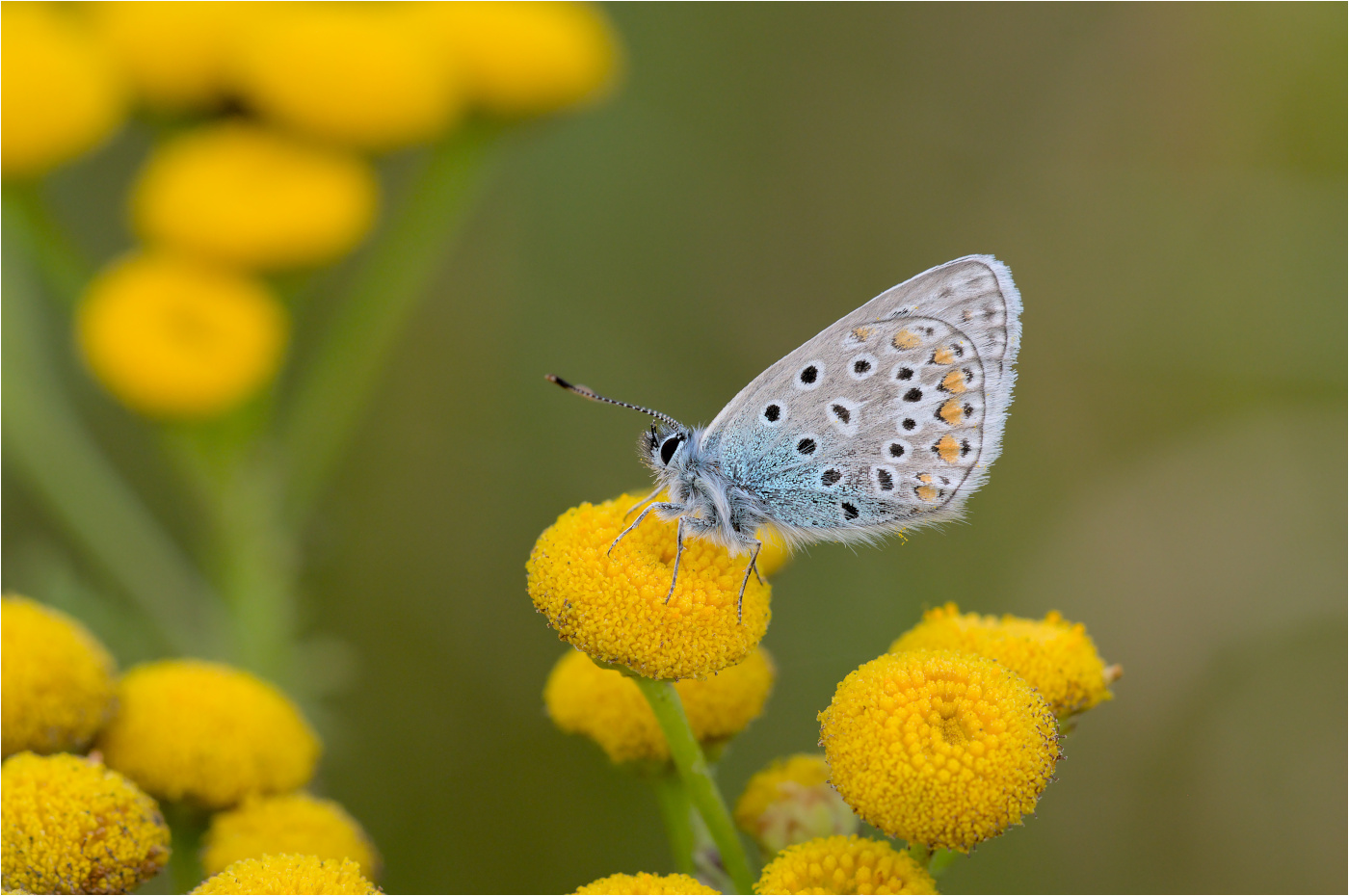 Hauhechel-Bläuling (Polyommatus icarus)