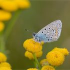 Hauhechel-Bläuling (Polyommatus icarus)