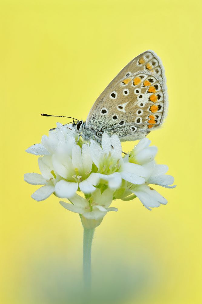 Hauhechel-Bläuling - Polyommatus icarus #6