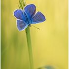 Hauhechel-Bläuling (Polyommatus icarus)