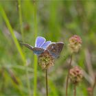 Hauhechel - Bläuling (Polyommatus icarus)