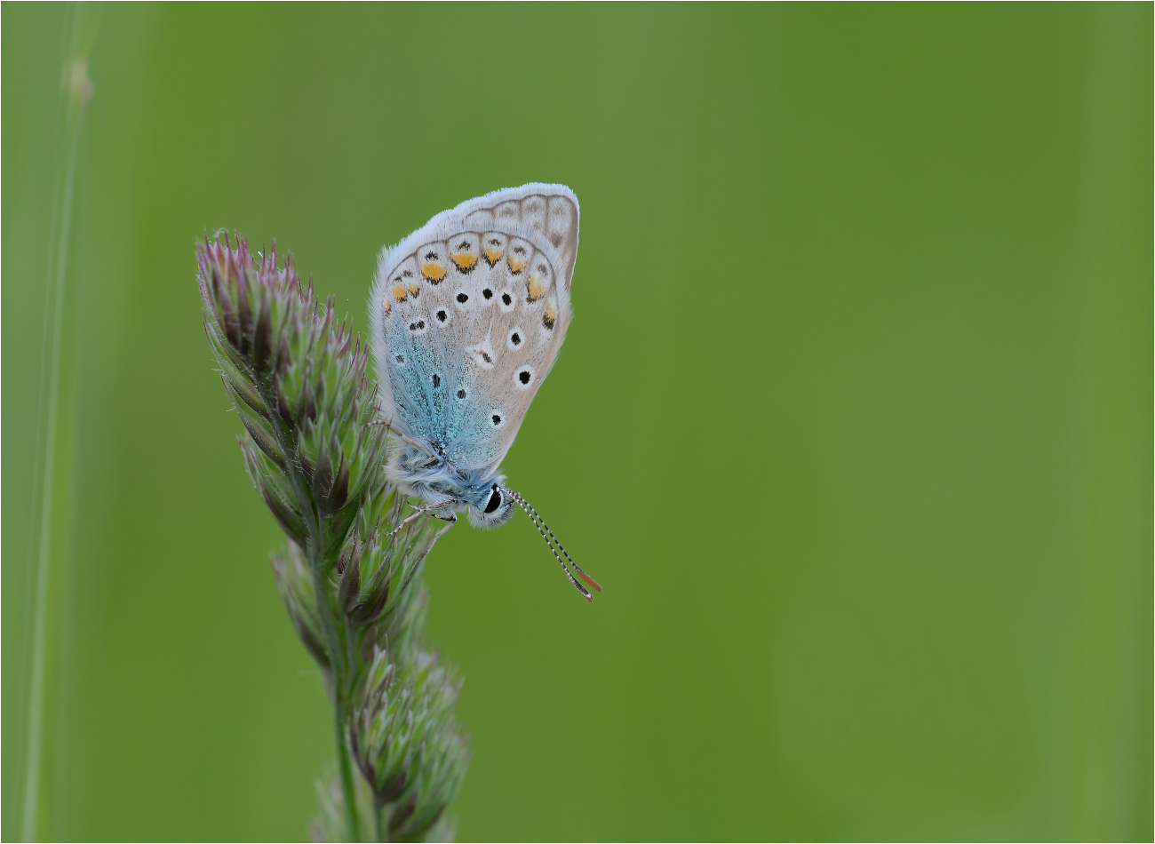 Hauhechel-Bläuling (Polyommatus icarus)