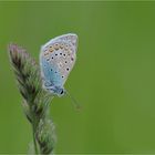 Hauhechel-Bläuling (Polyommatus icarus)