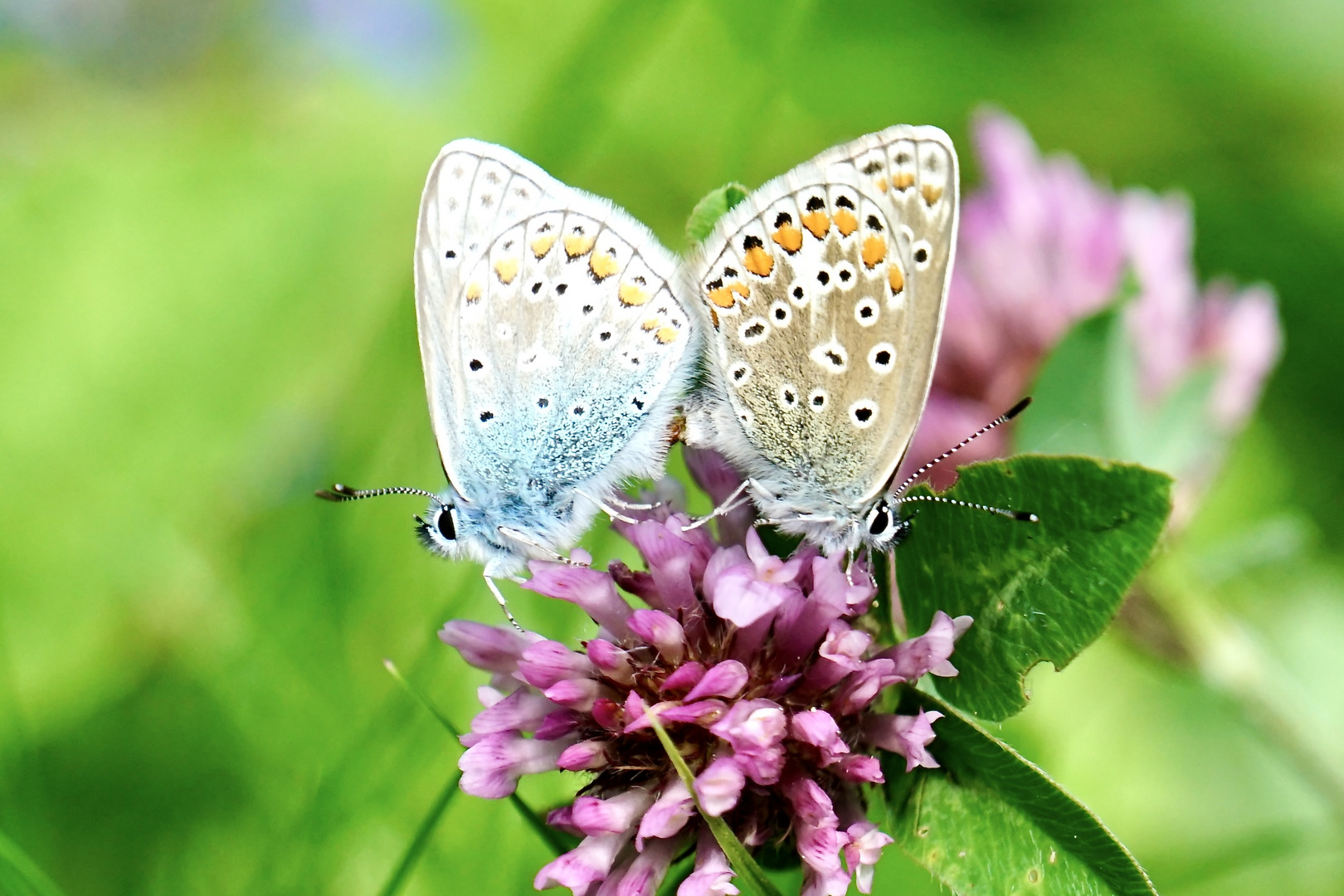 Hauhechel-Bläuling (Polyommatus icarus)