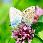 Hauhechel-Bläuling (Polyommatus icarus)