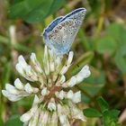 Hauhechel-Bläuling ( Polyommatus icarus)