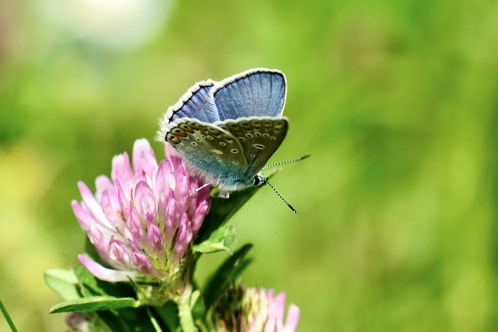 Hauhechel-Bläuling (Polyommatus icarus)