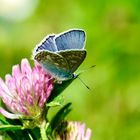 Hauhechel-Bläuling (Polyommatus icarus)