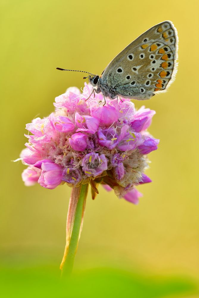 Hauhechel-Bläuling - Polyommatus icarus #7