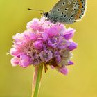 Hauhechel-Bläuling - Polyommatus icarus #7