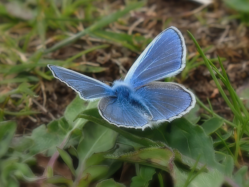 Hauhechel-Bläuling Polyommatus icarus