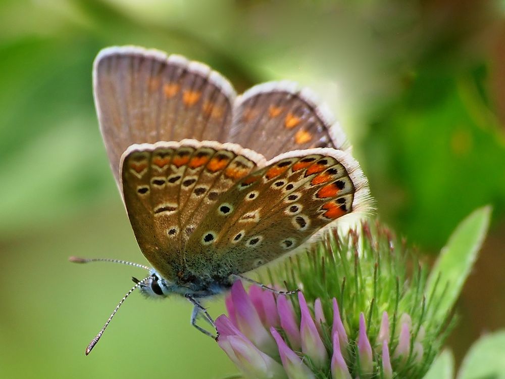 Hauhechel-Bläuling (Polyommatus icarus)