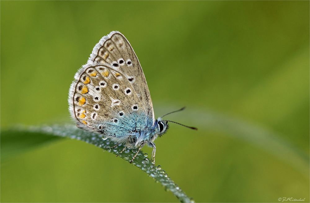 Hauhechel-Bläuling (Polyommatus icarus)