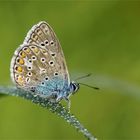 Hauhechel-Bläuling (Polyommatus icarus)