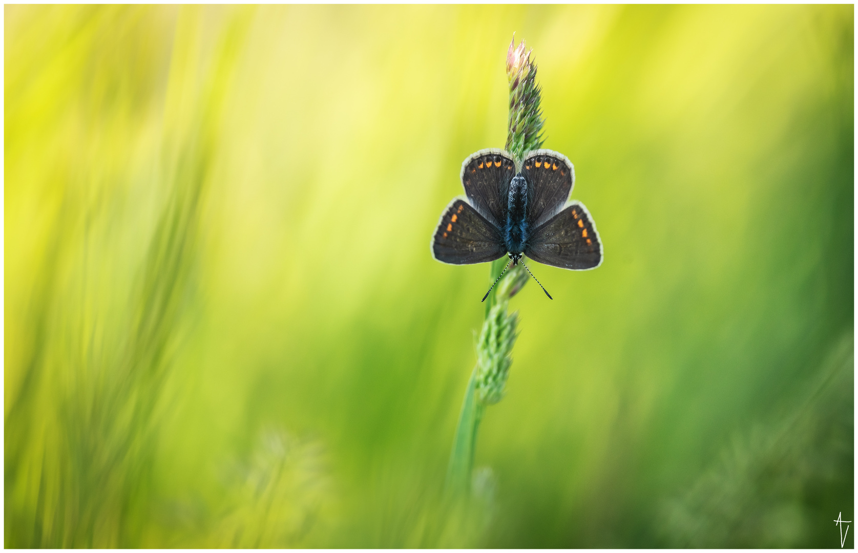 Hauhechel-Bläuling (Polyommatus icarus)