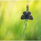 Hauhechel-Bläuling (Polyommatus icarus)