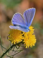 Hauhechel-Bläuling (Polyommatus icarus) 