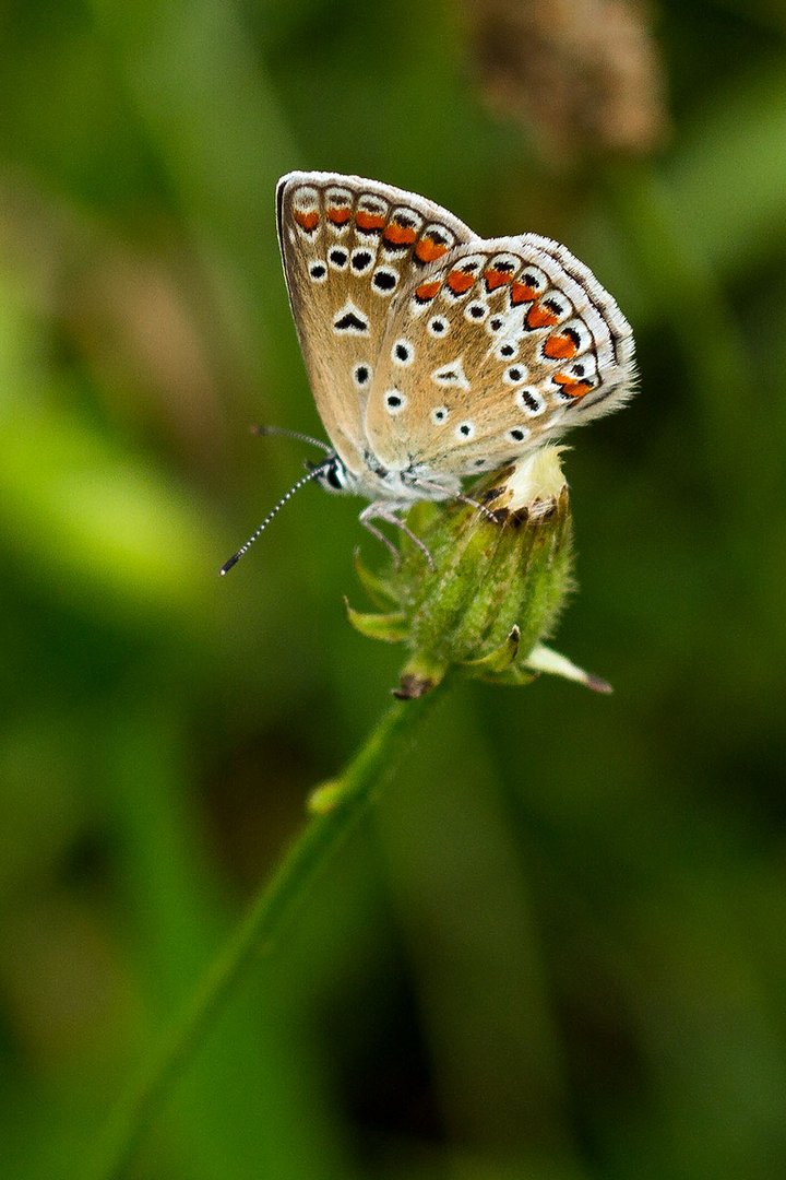 Hauhechel-Bläuling (Polyommatus icarus)