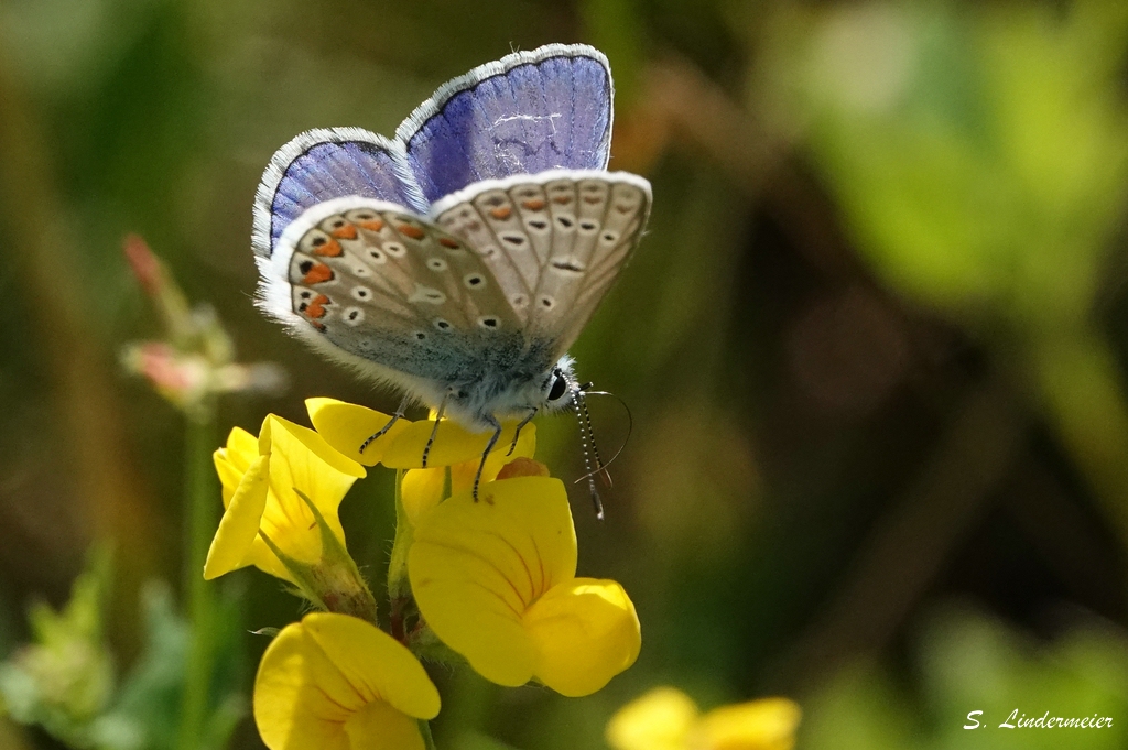 Hauhechel-Bläuling (Polyommatus icarus)