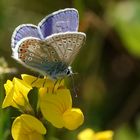 Hauhechel-Bläuling (Polyommatus icarus)