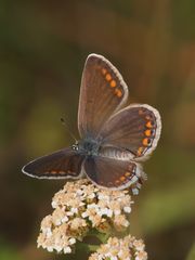  Hauhechel-Bläuling (Polyommatus icarus) 