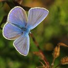 Hauhechel-Bläuling (Polyommatus icarus)