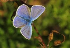 Hauhechel-Bläuling (Polyommatus icarus)