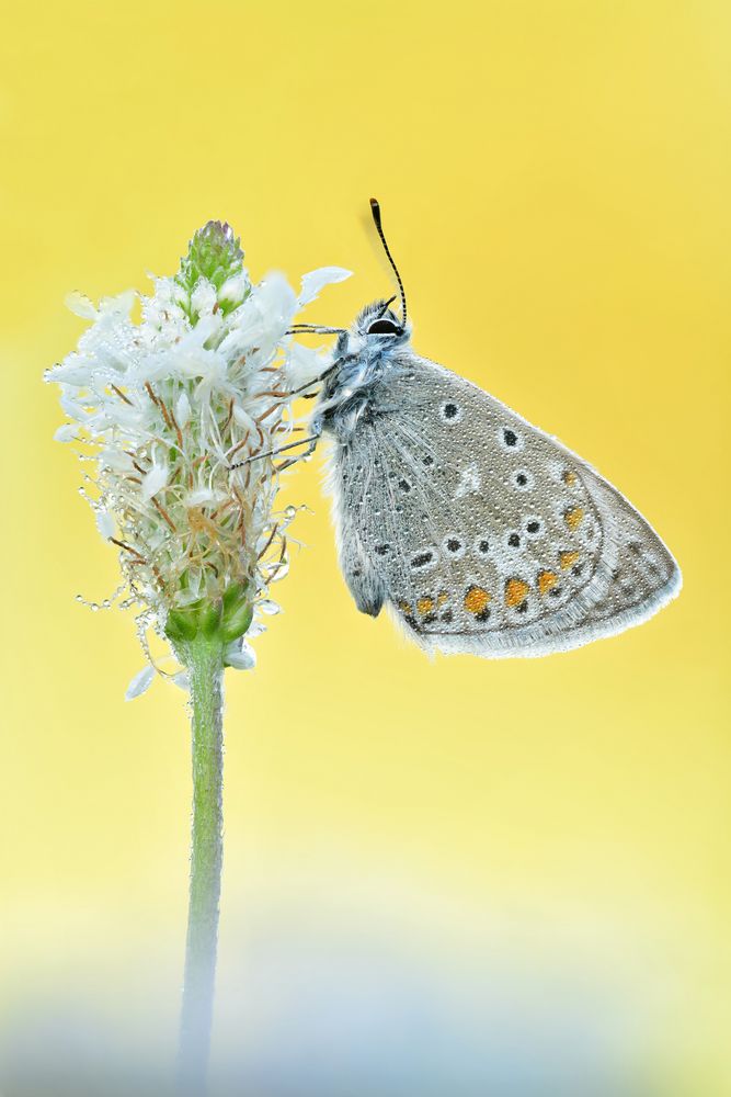 Hauhechel-Bläuling - Polyommatus icarus #9