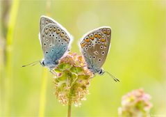 Hauhechel - Bläuling (Polyommatus icarus) 90