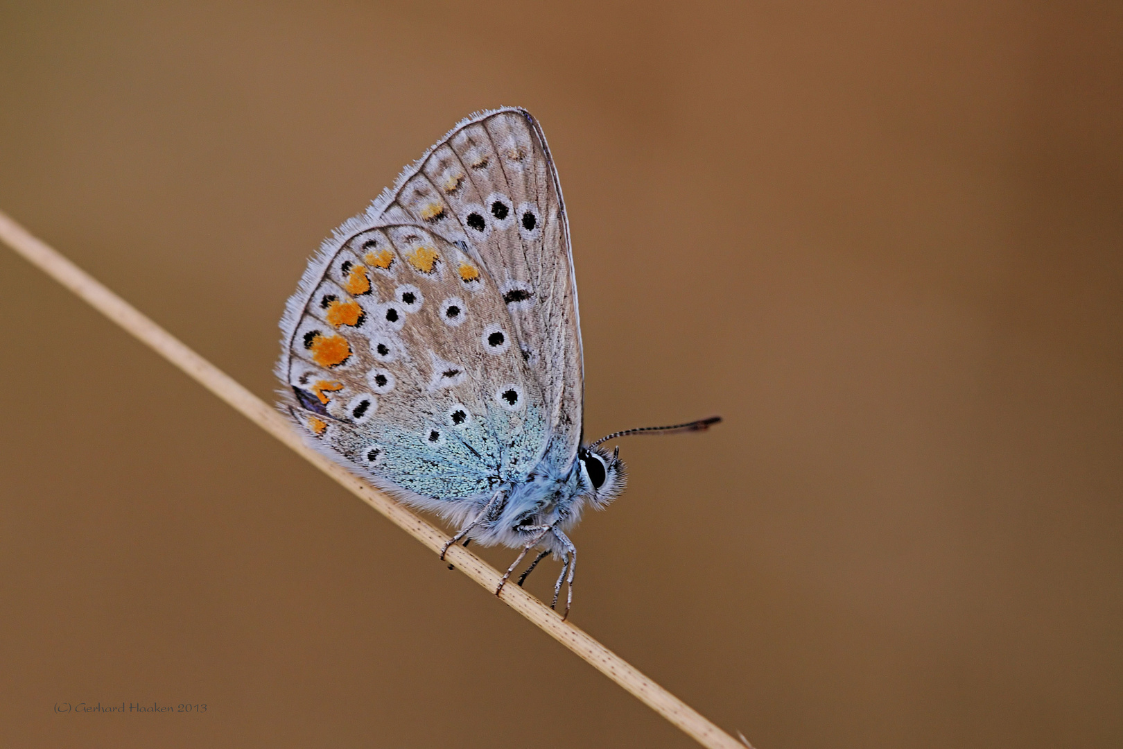 Hauhechel-Bläuling (Polyommatus icarus)_