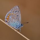 Hauhechel-Bläuling (Polyommatus icarus)_