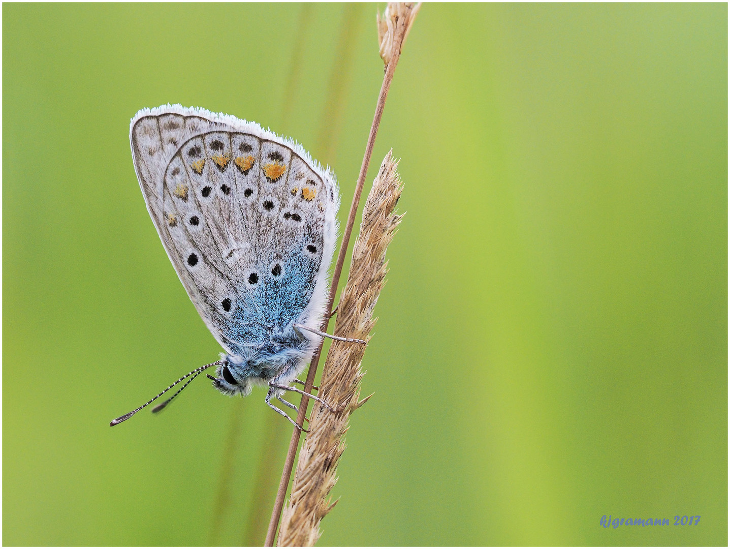 hauhechel-bläuling (polyommatus icarus)....