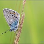 hauhechel-bläuling (polyommatus icarus)....