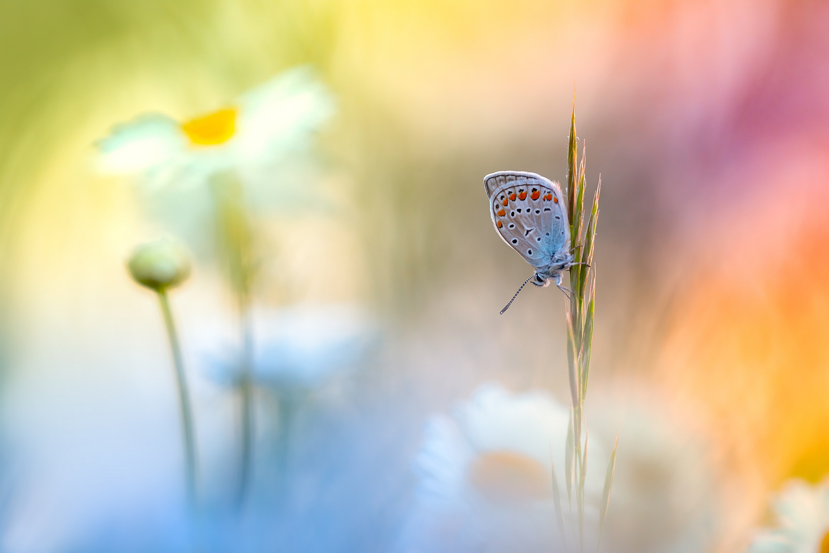 Hauhechel-Bläuling (Polyommatus icarus)