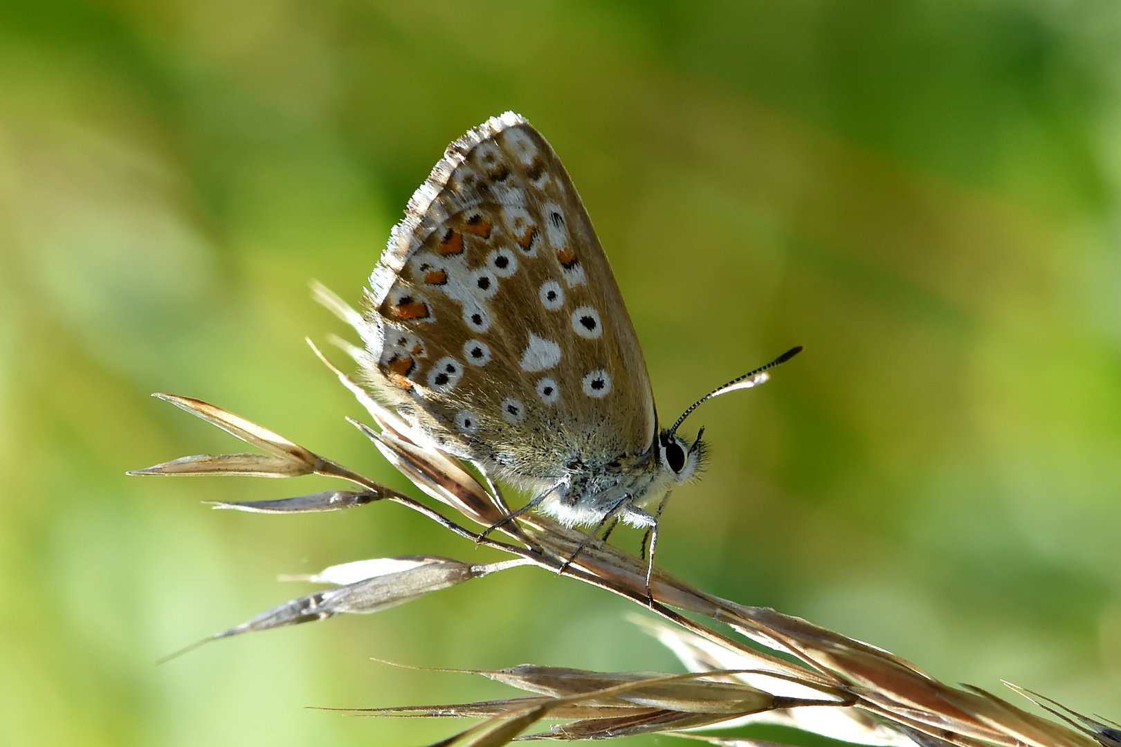 Hauhechel-Bläuling  (Polyommatus icarus)