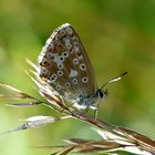 Hauhechel-Bläuling  (Polyommatus icarus)