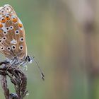 Hauhechel-Bläuling (Polyommatus icarus)