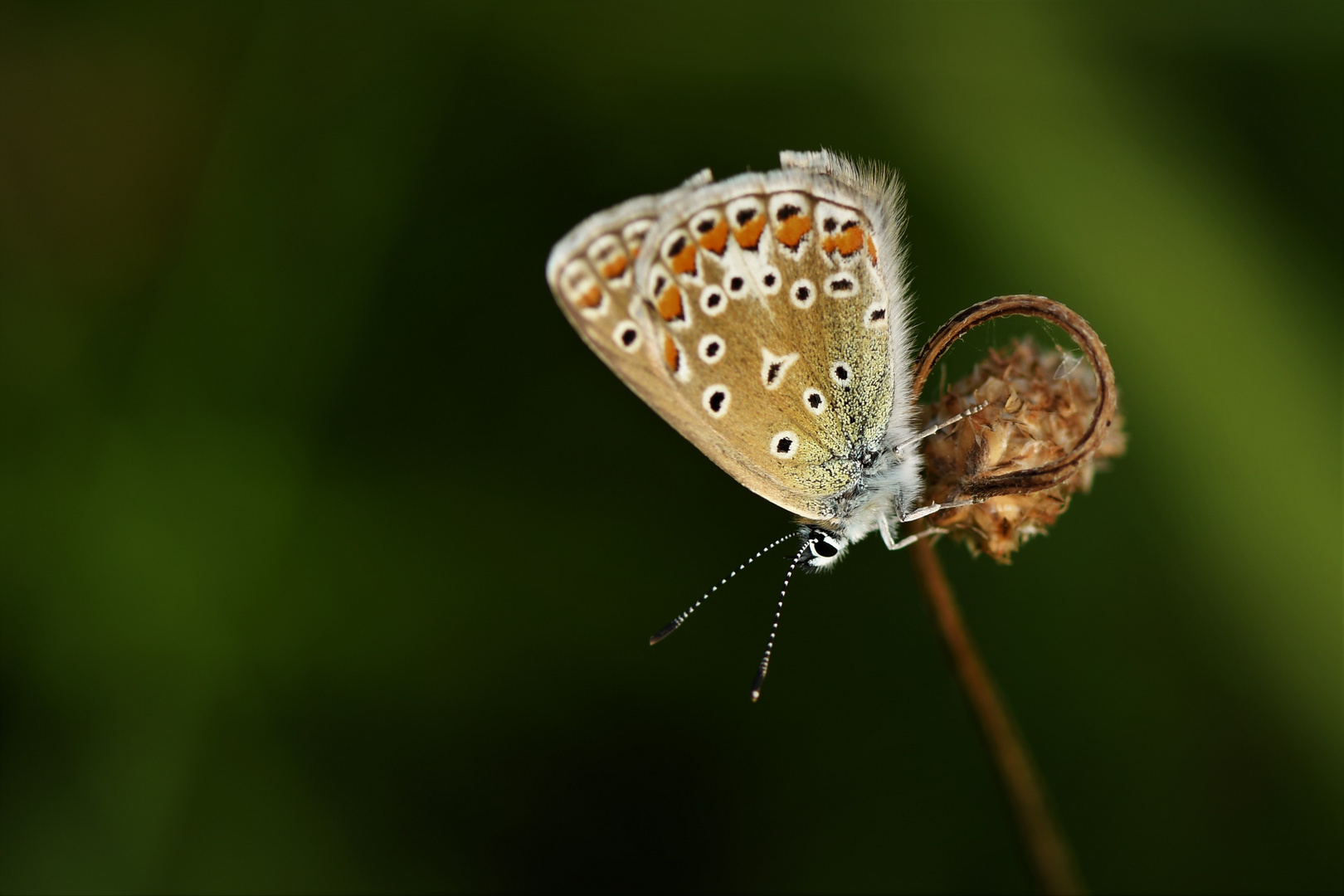 Hauhechel Bläuling  ( (Polyommatus icarus) 