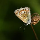 Hauhechel Bläuling  ( (Polyommatus icarus) 