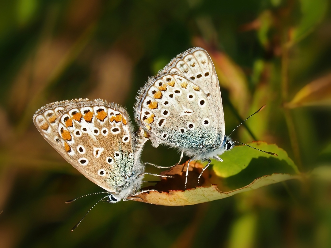 Hauhechel-Bläuling, (Polyommatus-icarus)