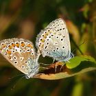 Hauhechel-Bläuling, (Polyommatus-icarus)