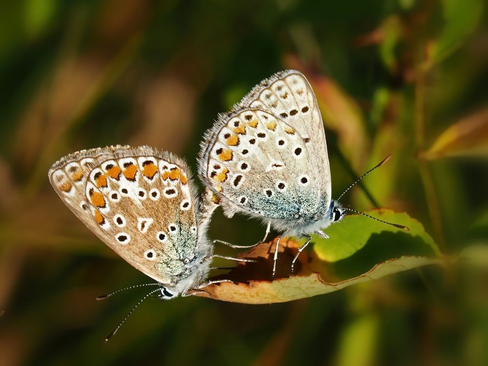 Hauhechel-Bläuling, (Polyommatus-icarus)