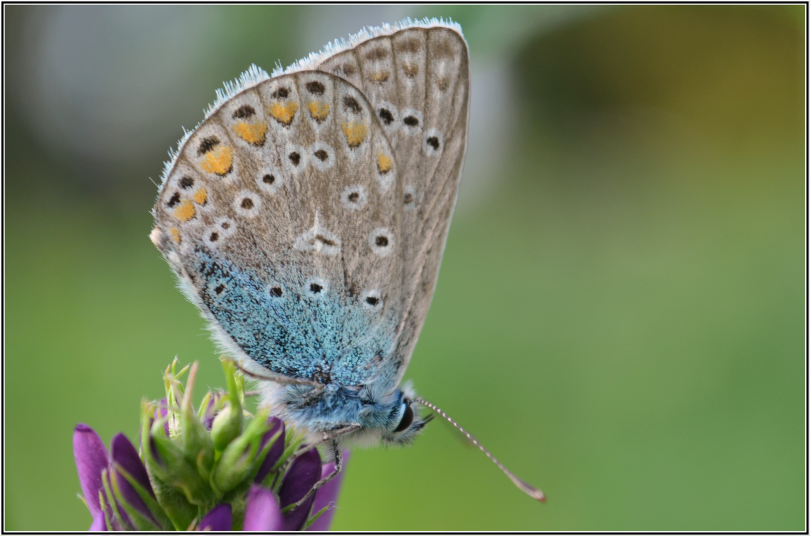 Hauhechel-Bläuling (Polyommatus icarus)