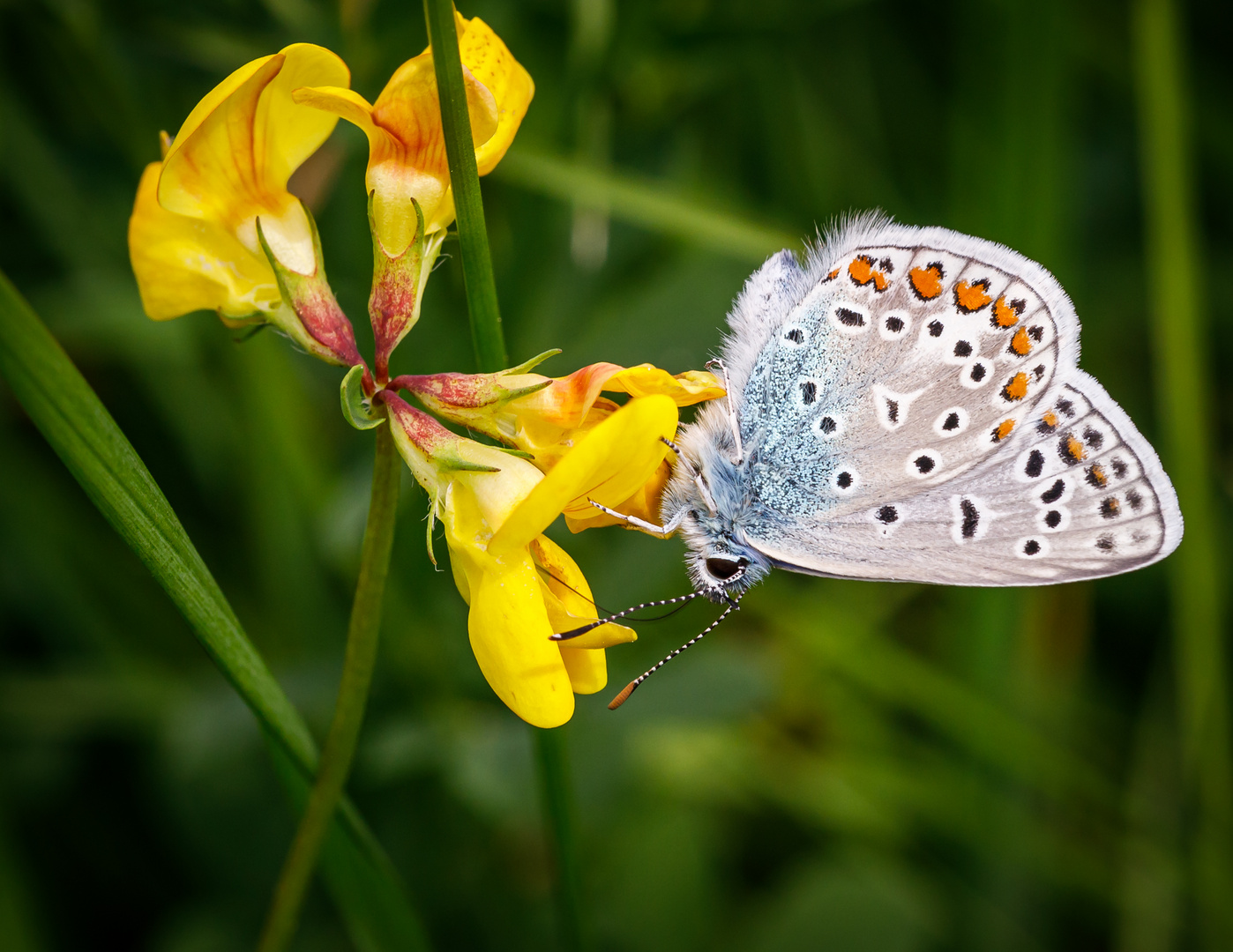 Hauhechel-Bläuling (Polyommatus icarus)