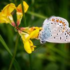 Hauhechel-Bläuling (Polyommatus icarus)