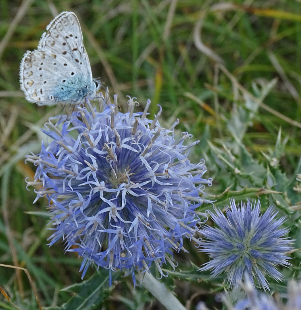 Hauhechel-Bläuling (Polyommatus icarus)