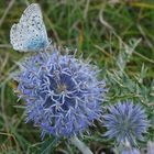 Hauhechel-Bläuling (Polyommatus icarus)