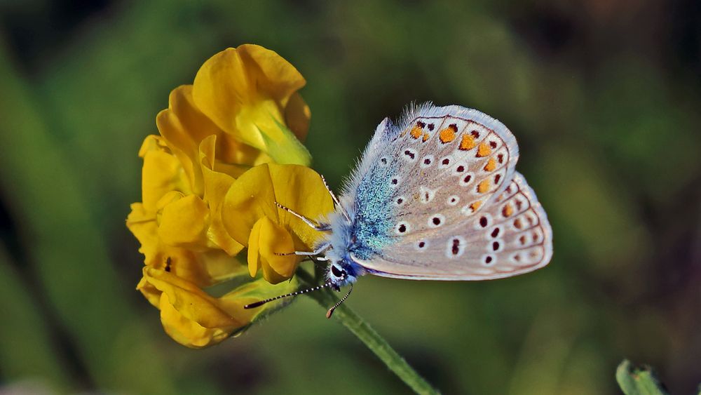 Hauhechel Bläuling - Polyommatus icarus ...